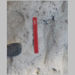 18-DSCN0205cr Baby.jpg